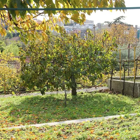 Il Gelsomino *